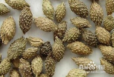 土单验方——口腔科：[1]牙痛