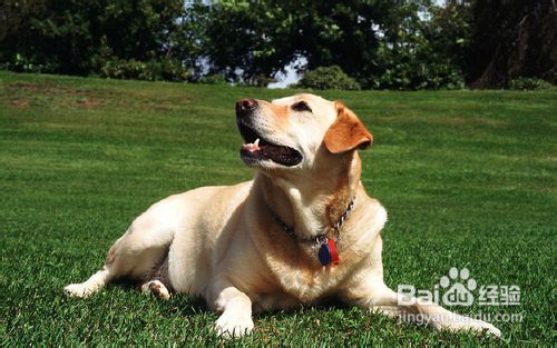 拉布拉多犬多少钱