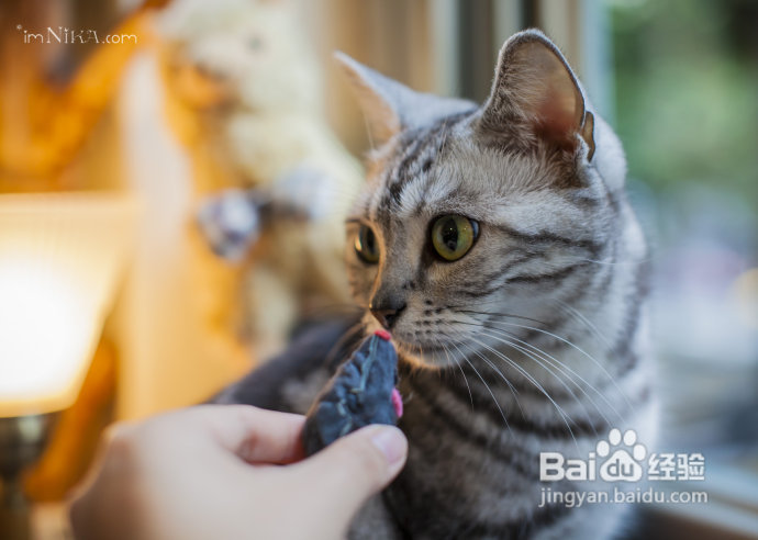 【台湾探店】复古混搭空间邂逅百变萌喵，自然醒咖啡公寓