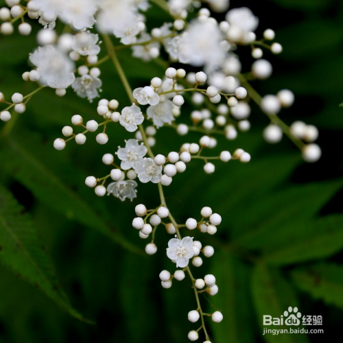 家养的珍珠梅烂根很严重时怎么回事?