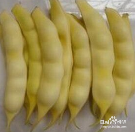 架豆角的种植方法和时间