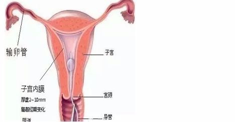 子宫内膜较厚有什么影响