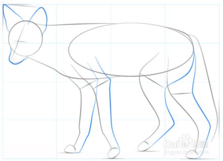 勾勒动物的腿,脚,鼻子和耳朵.