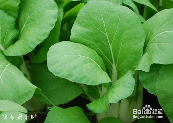 大白菜的营养与健康