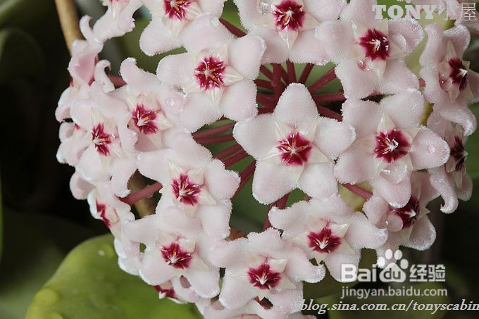 换个手法做凉拌豆腐----30道菜让你今年秋天换个方式贴秋膘