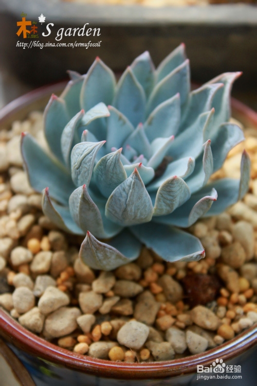 多肉植物日常养护窍门及疑难解答