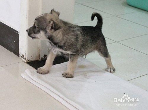 训练狗狗定点大小便的技巧