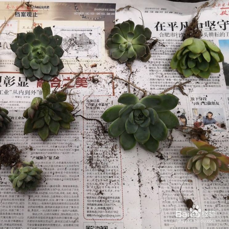 懒人植栽怎样水培多肉