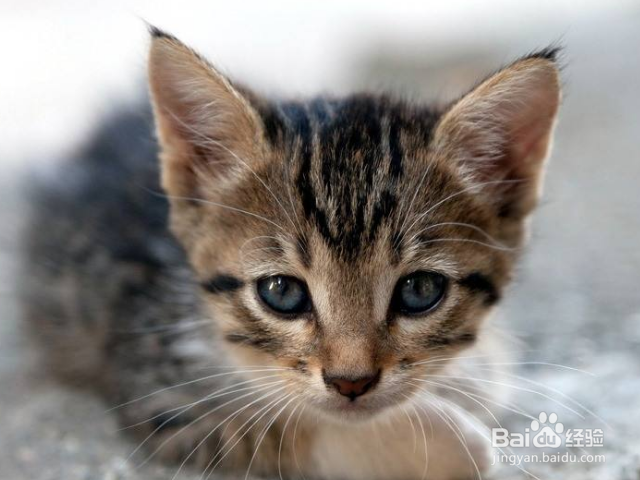 猫咪鼻塞怎么办?