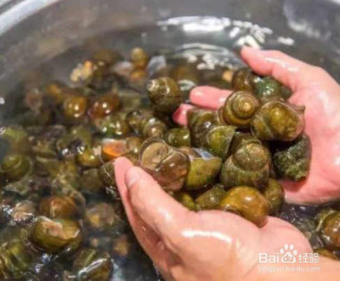 田螺外壳绿藻怎么去除