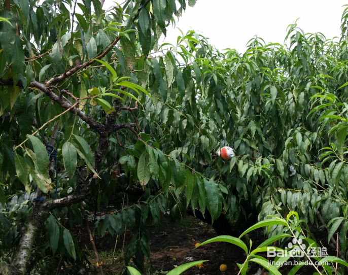 大桃园怎样防治桃蚜