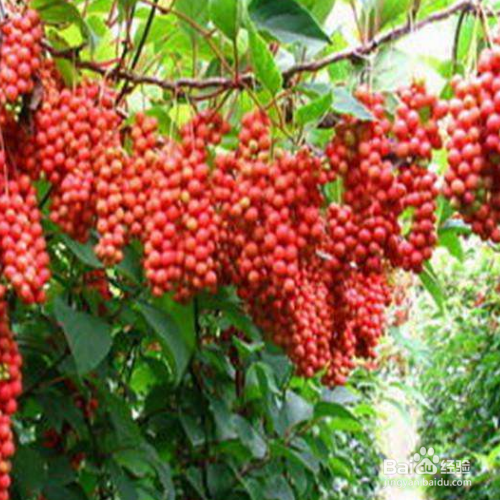 怎么把五味子果实养的又大又红?
