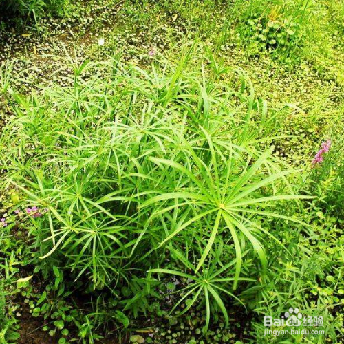 伞草的栽培方法和注意事项有哪些?