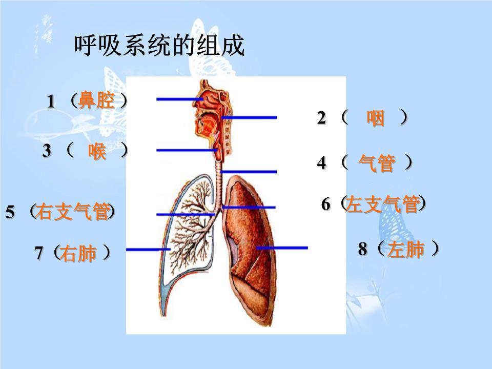 人体氧气运输系统由什么组成