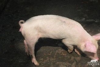 饮水过量对猪的影响