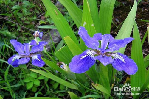 兰草应该如何养护