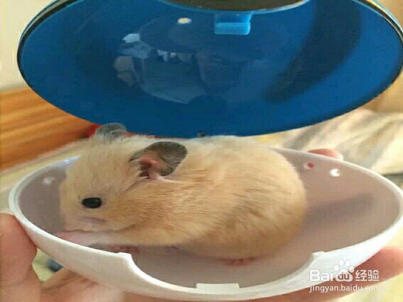 如何带仓鼠上火车过安检