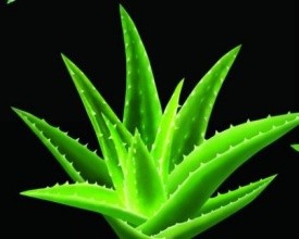 如何运用中药进行健康美容养生