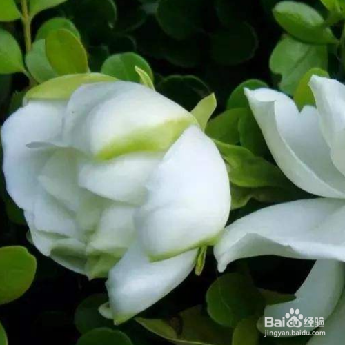 栀子花的医用价值