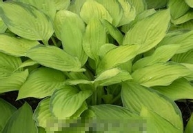 夏天偏头痛的预防方法