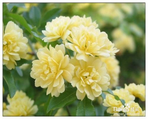 木香如何养护开的最好？