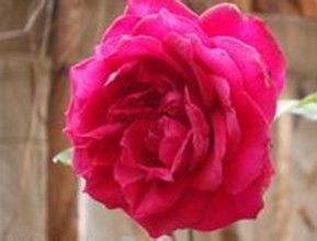 喝汤赶走你的青春痘