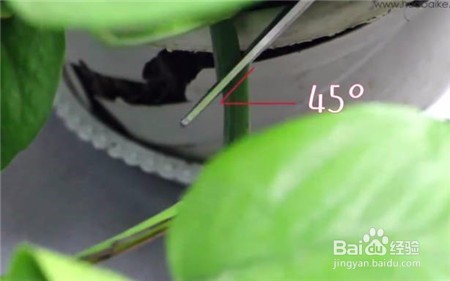 绿萝的常用扦插方法-水培法