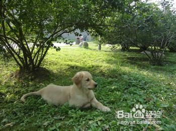 犬的膀胱炎和尿道炎的治疗 百度经验