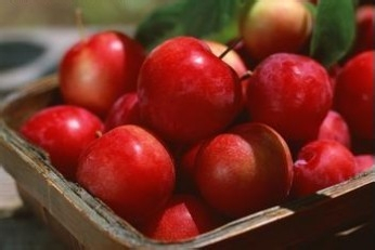 关于杜仲桑叶黄金组合的组合主要作用