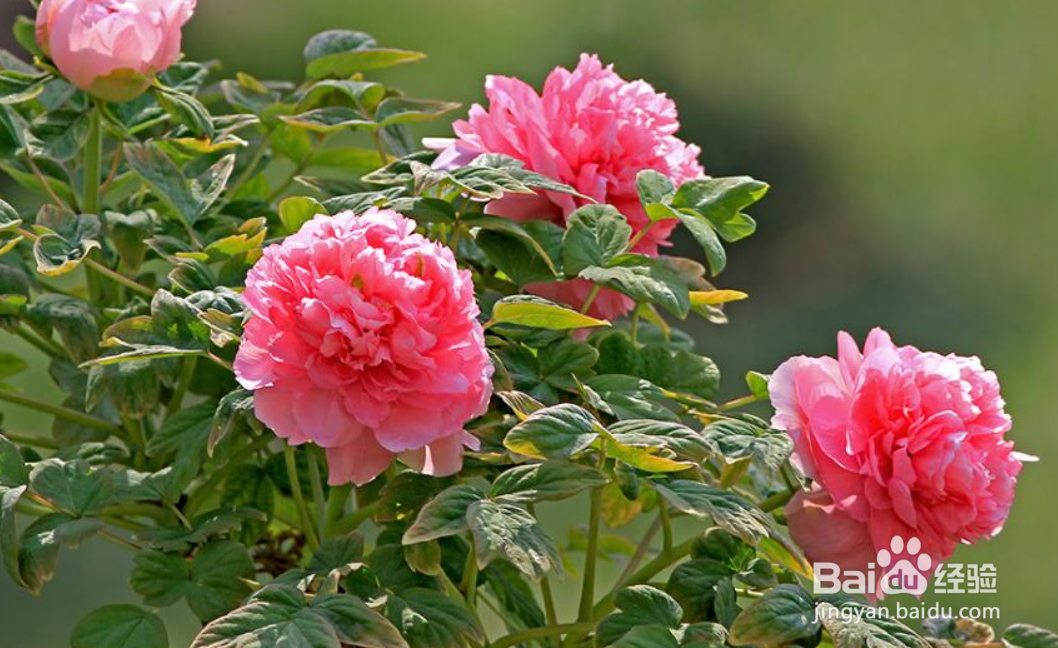 牡丹修剪的方法和时间，牡丹开过花后怎么处理？
