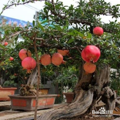 在家中怎么养石榴,让它的果实更饱满?