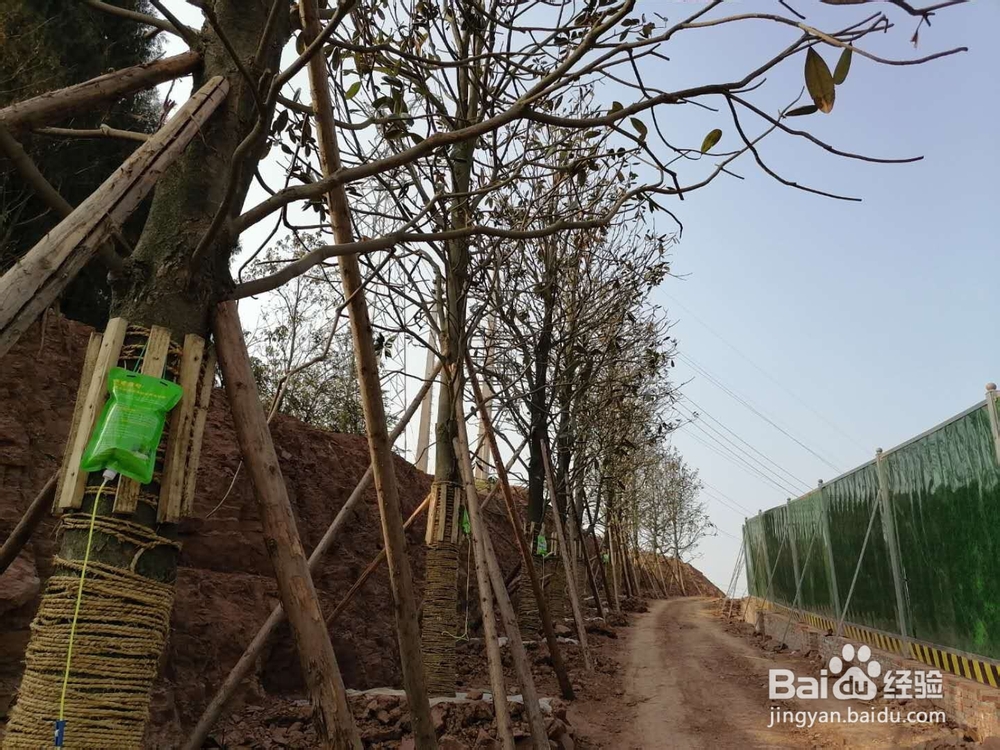 大乔木为什么难以移栽成活——案例分析