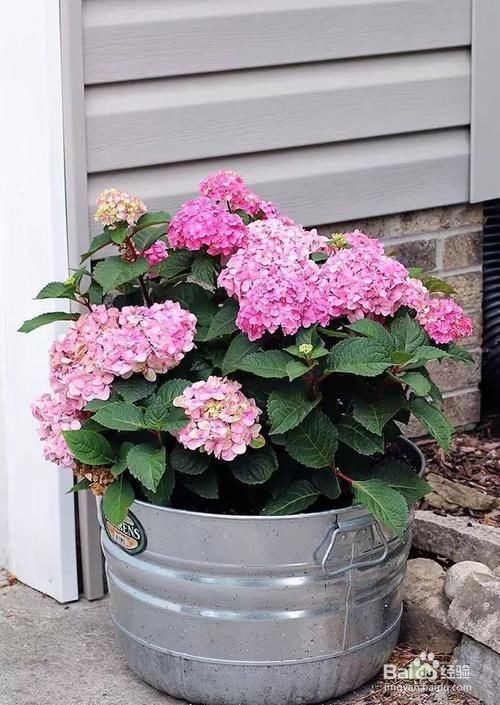 绣球花扦插方法