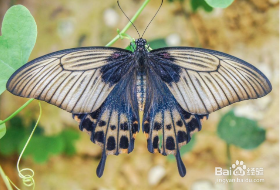 蝴蝶翅膀上的粉末有什么作用
