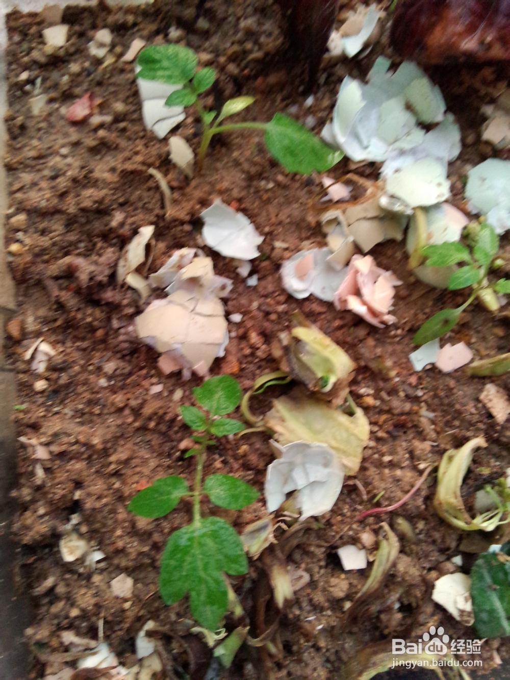 最简单阳台圣女果栽种方法