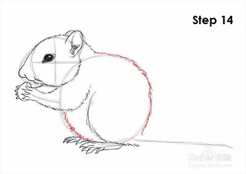 如何绘制花栗鼠——加菲的吃货生活