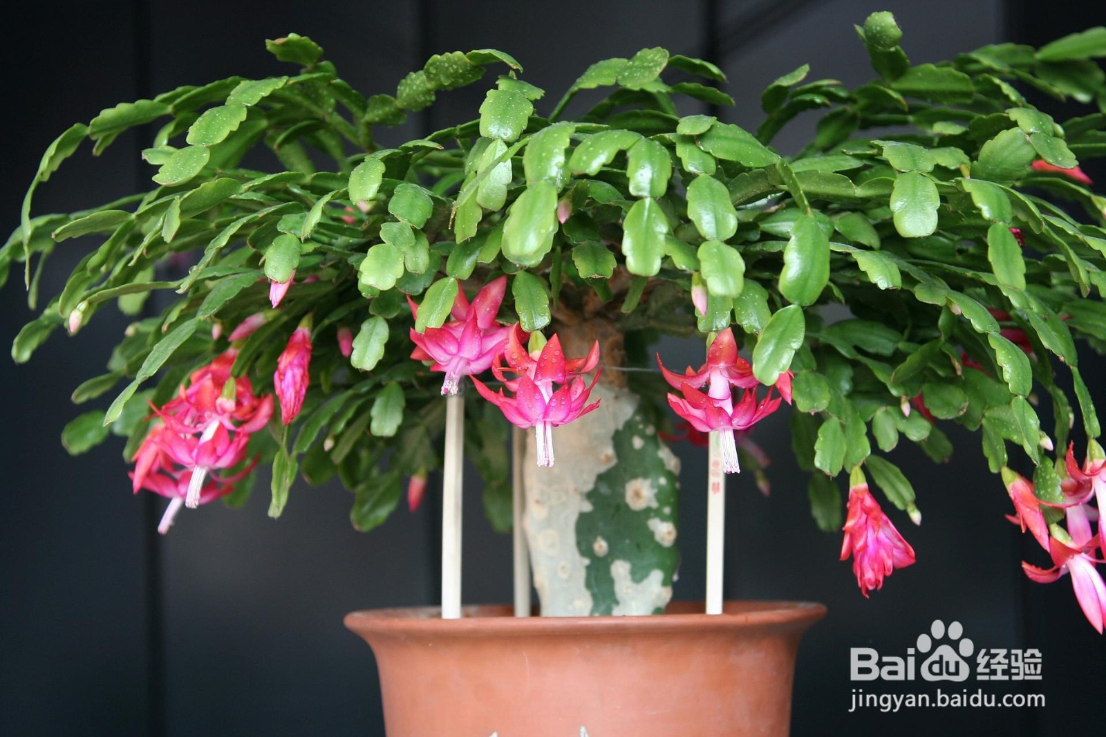 蟹爪兰夏天怎么养