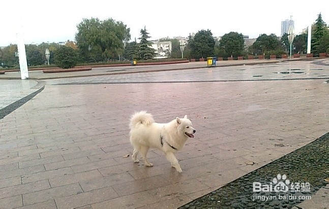 大型犬毛不好有皮肤病怎么办（图）