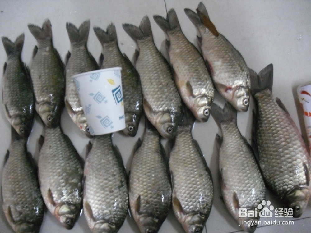 春天钓鲫鱼技巧，渔获翻一倍