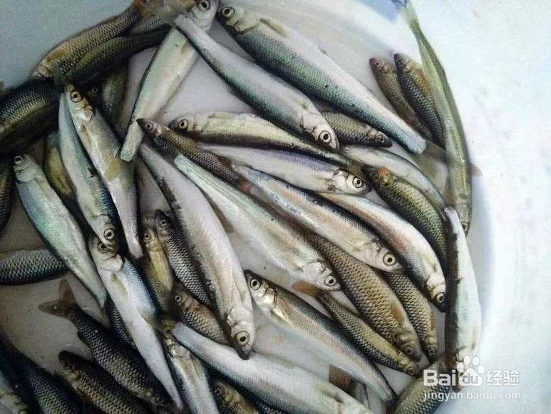 抗浪鱼的最佳吃法