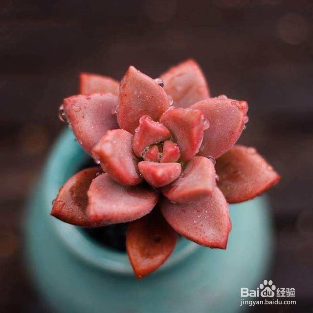 新手如何栽多肉