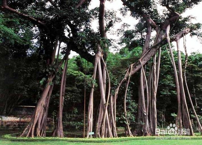 西双版纳旅游攻略