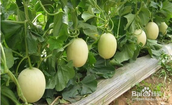 种香瓜的方法步骤