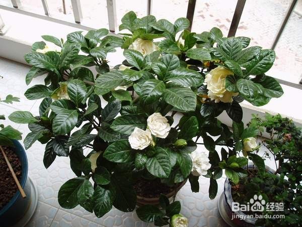 栀子花如何养殖 养殖方法