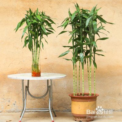 富贵竹土培怎么养才能更旺盛