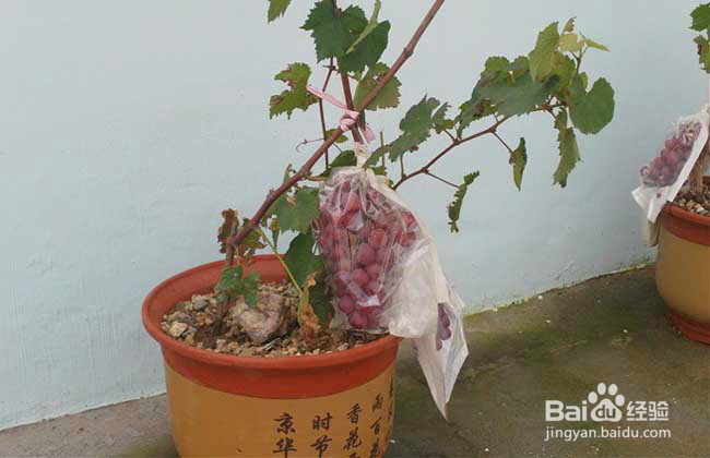 教你葡萄的种法