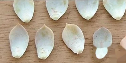 冬天多肉叶片扦插方法