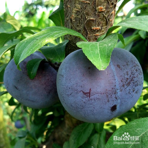 黑布林太酸了,有什么吃法