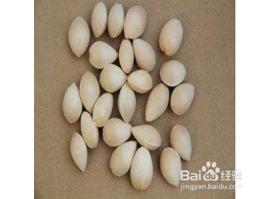 十几年养大花蕙兰经验分享