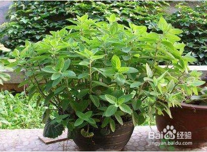日常驱蚊小技巧